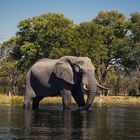 Elefant, Kwai-Region, Botswana