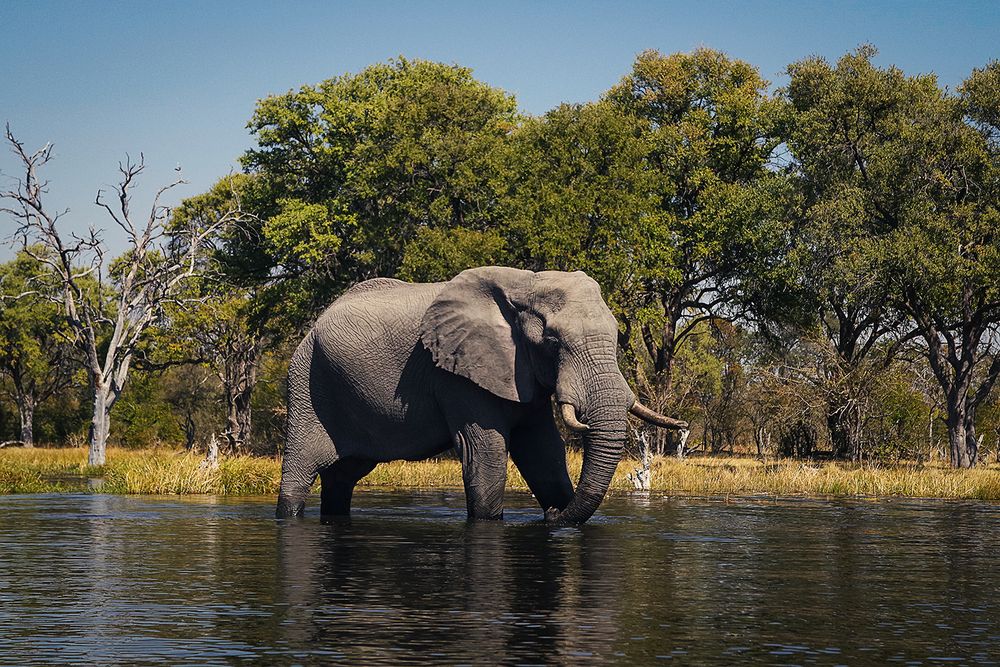 Elefant, Kwai-Region, Botswana