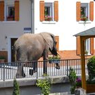 Elefant läuft durch die Straßen