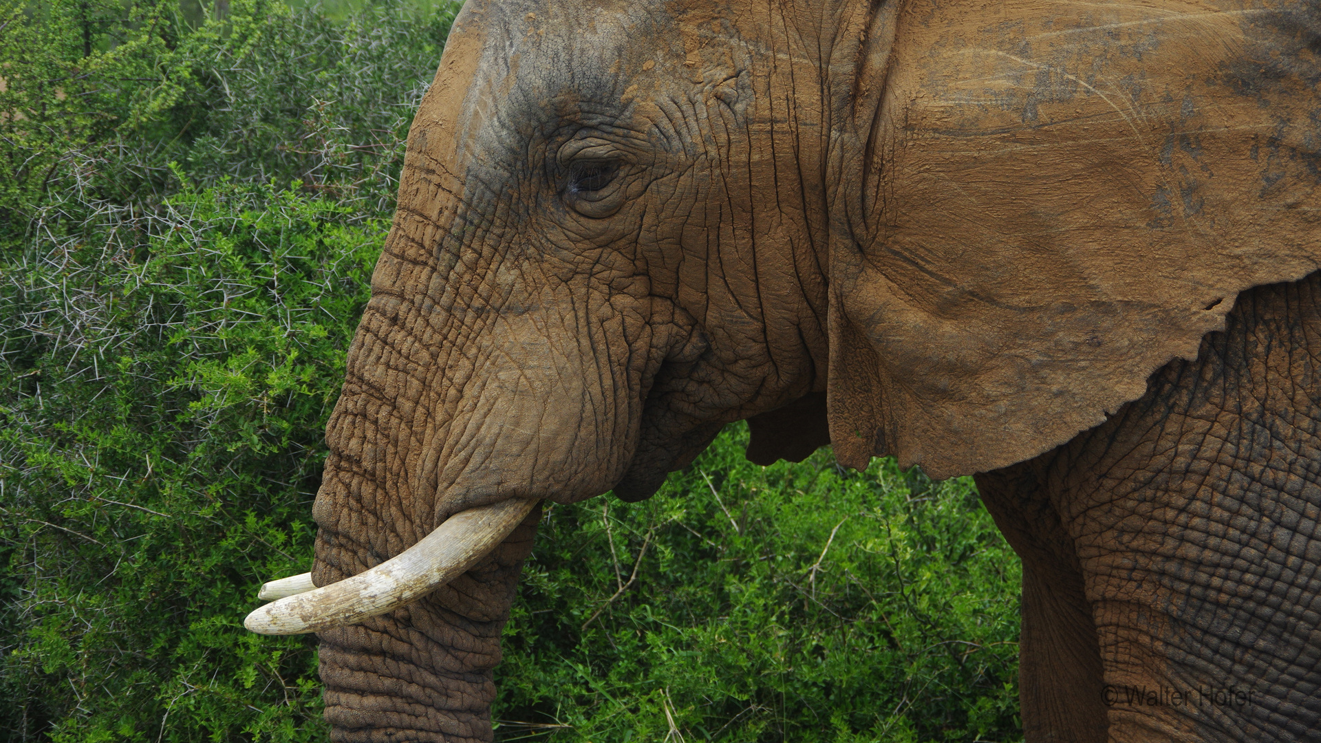 Elefant - Lebenserfahrung