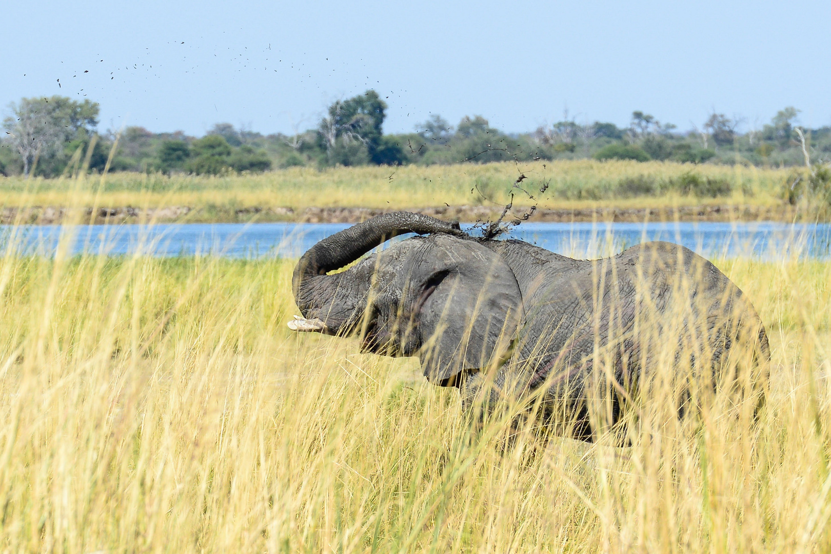 Elefant legt Sonnenschutz auf