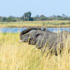 Elefant legt Sonnenschutz auf