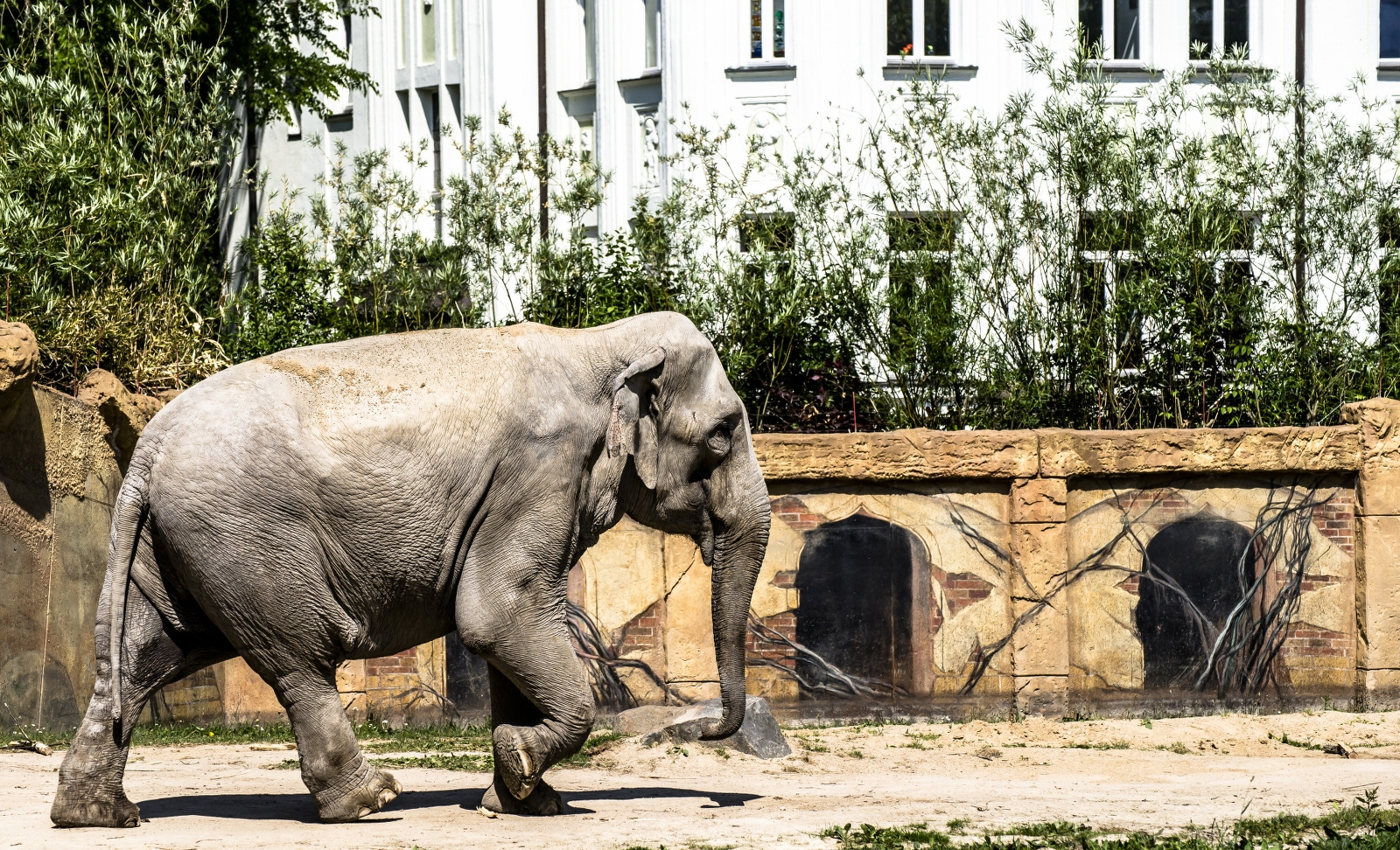 Elefant - Leipziger Zoo