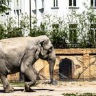 Elefant - Leipziger Zoo
