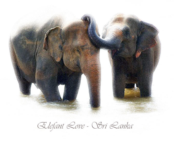Elefant Love 2