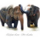 Elefant Love 2