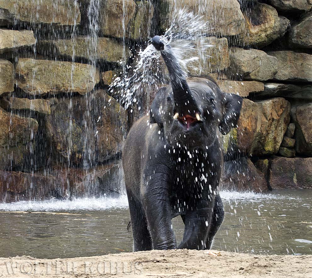 Elefant macht Spaß im Wasser