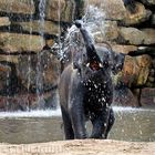 Elefant macht Spaß im Wasser