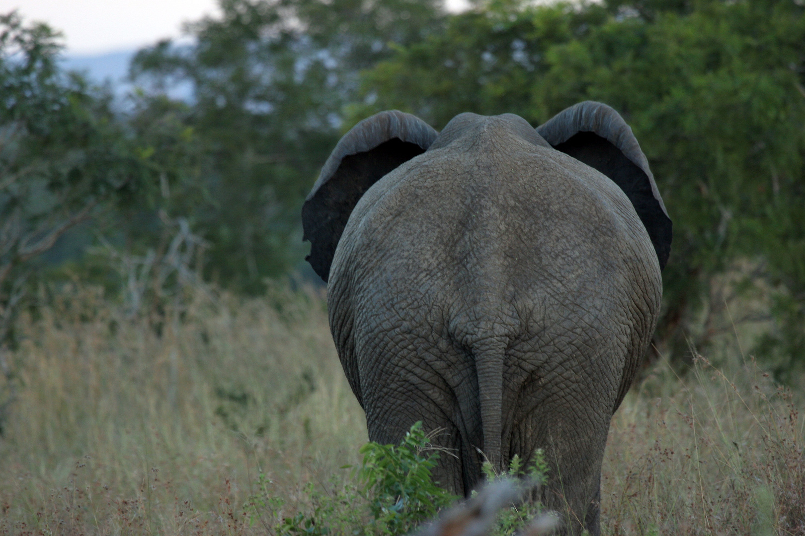 Elefant mal anders