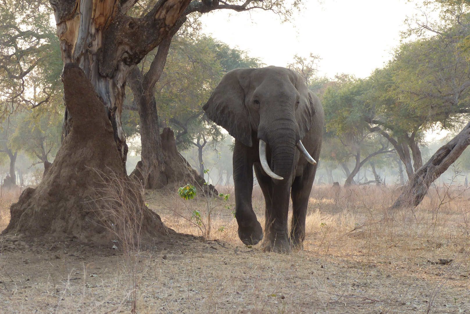 Elefant - Mana Pools