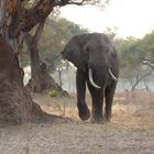 Elefant - Mana Pools