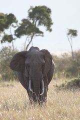 Elefant Masai Mara