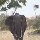Elefant Masai Mara