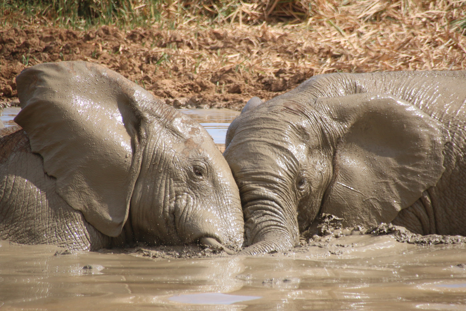 Elefant-Matschbad im Addo Elephant NP (1)