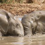 Elefant-Matschbad im Addo Elephant NP (1)