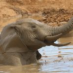 Elefant-Matschbad im Addo Elephant NP (2)