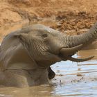 Elefant-Matschbad im Addo Elephant NP (2)