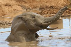 Elefant-Matschbad im Addo Elephant NP (2)