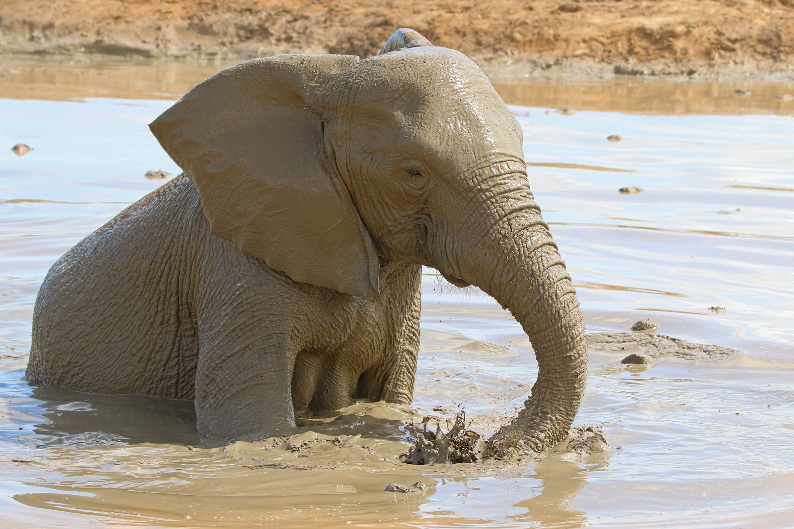 Elefant-Matschbad im Addo Elephant NP 