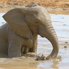 Elefant-Matschbad im Addo Elephant NP 