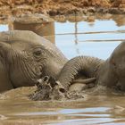 Elefant-Matschbad im Addo Elephant NP (4)