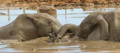 Elefant-Matschbad im Addo Elephant NP (4)