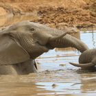 Elefant-Matschbad im Addo Elephant NP (5)