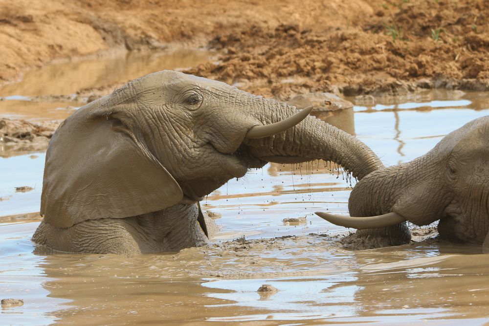 Elefant-Matschbad im Addo Elephant NP (5)