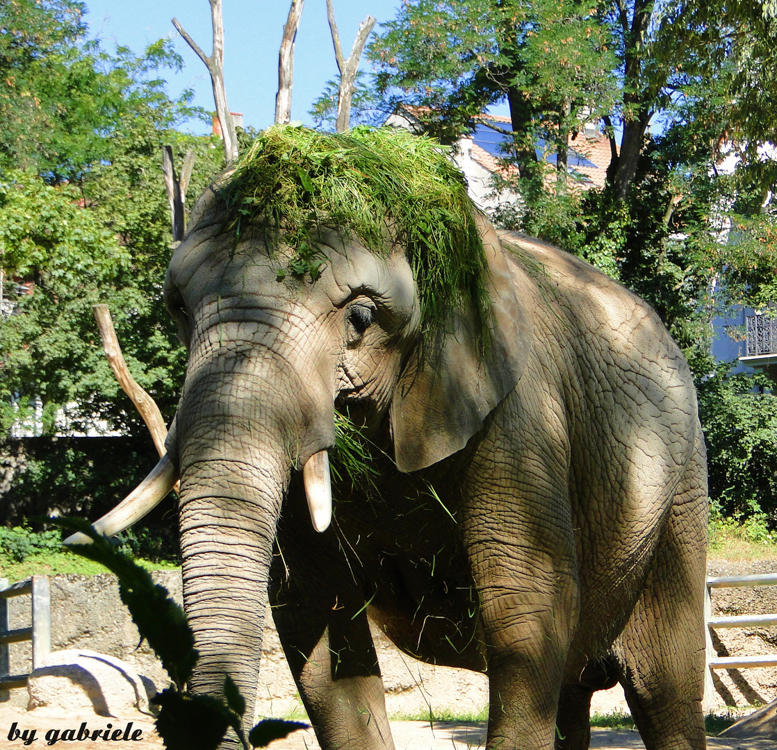 Elefant mir Sonnenschutzfactor grün !