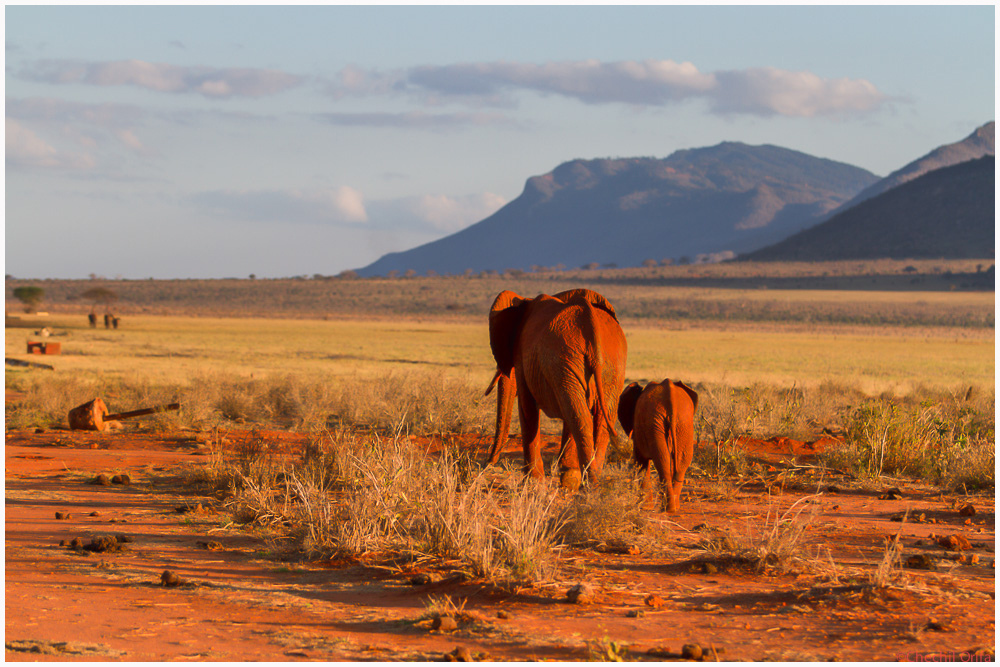 Elefant mit Baby