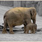 Elefant mit Baby