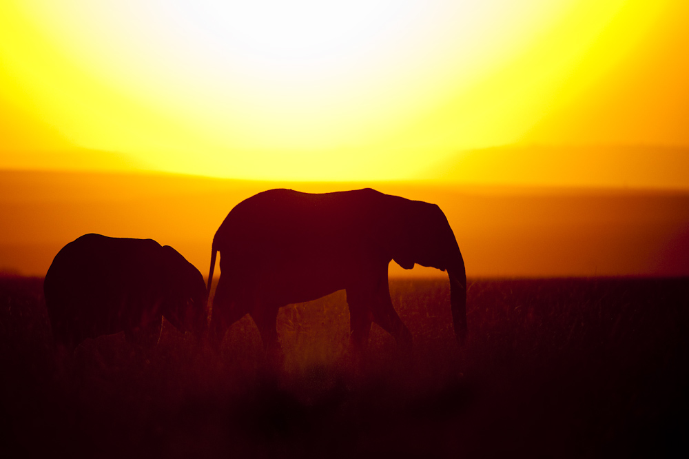 Elefant mit Baby