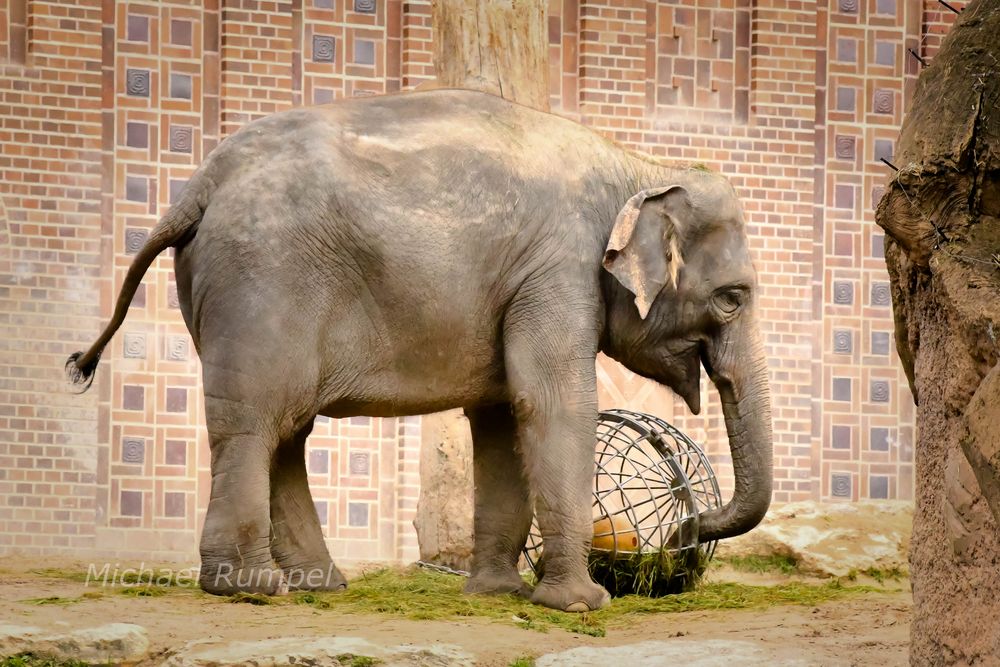 Elefant mit Ball 