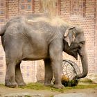 Elefant mit Ball 