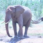 Elefant mit Blaustich