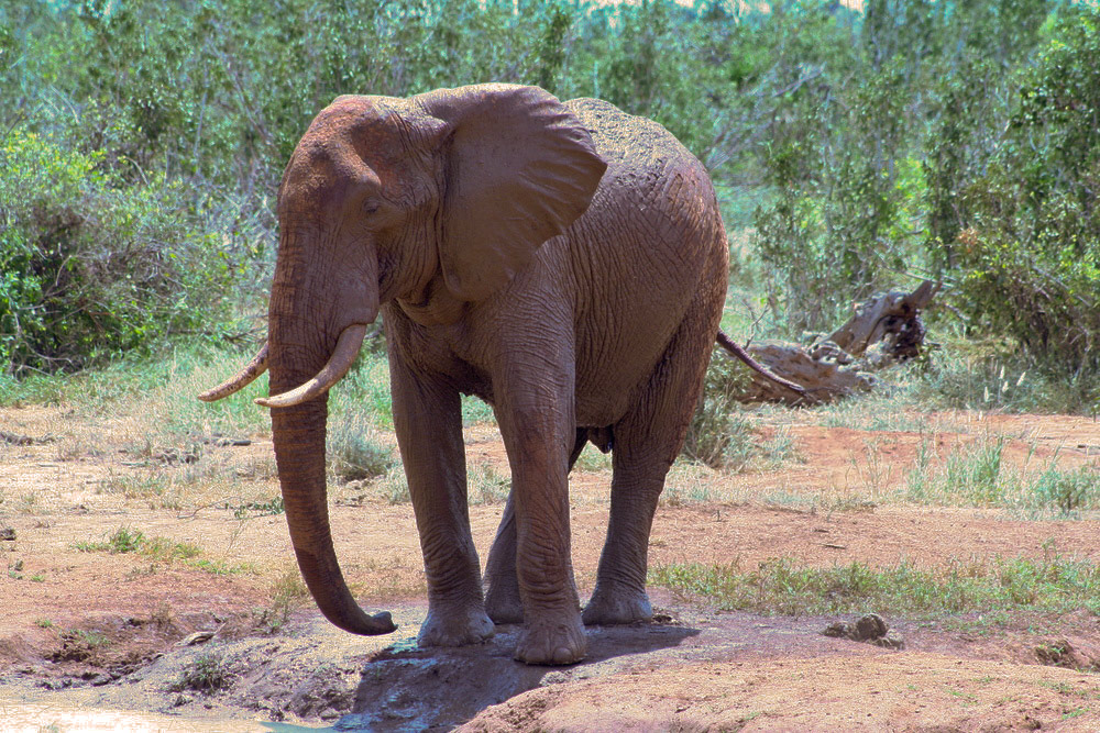 Elefant mit Blaustich von TatjanaP...