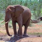 Elefant mit Blaustich von TatjanaP...