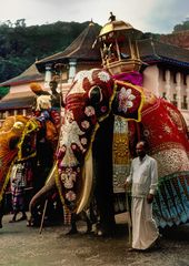 Elefant mit dem Zahn Buddhas