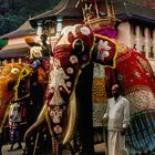 Elefant mit dem Zahn Buddhas