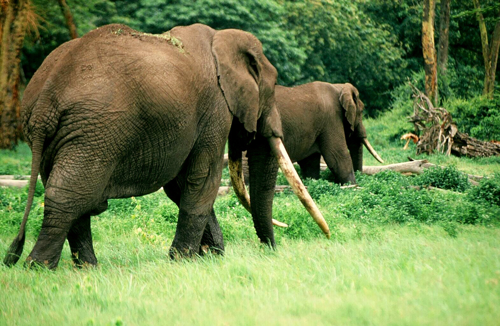 Elefant mit den längsten Stoßzähnen die ich je gesehen habe