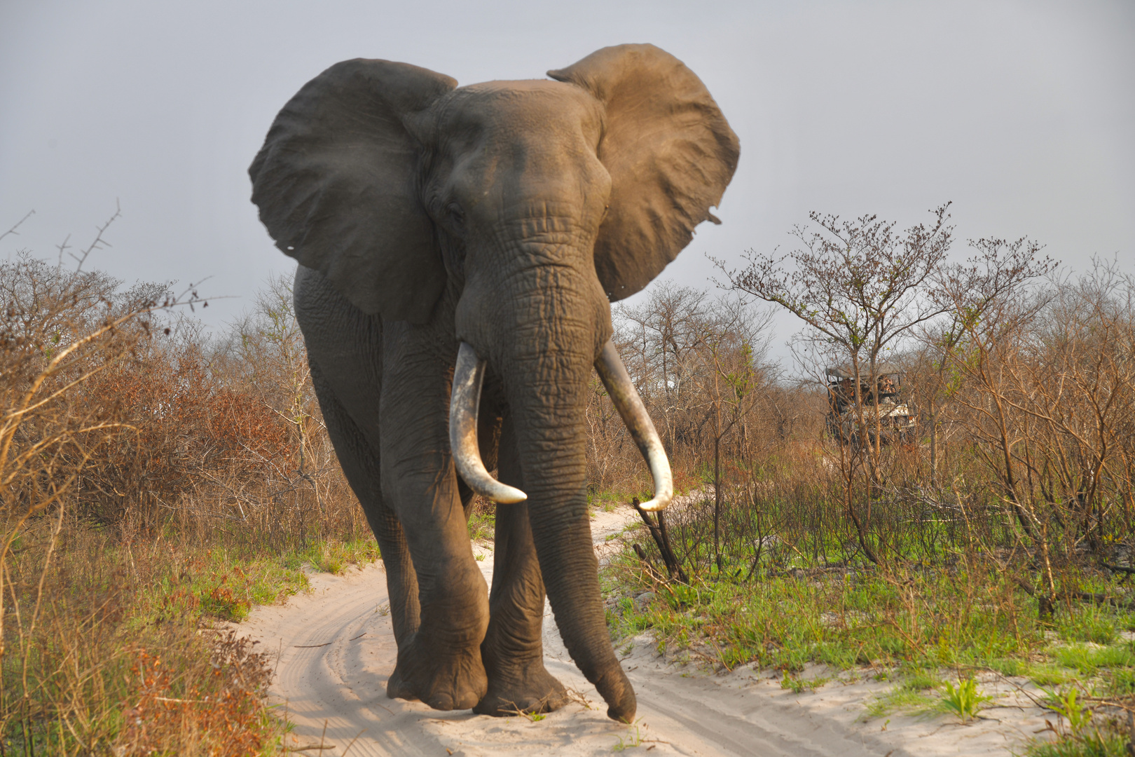 Elefant mit gewaltigen Stoßzähnen in Südafrika