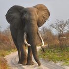 Elefant mit gewaltigen Stoßzähnen in Südafrika