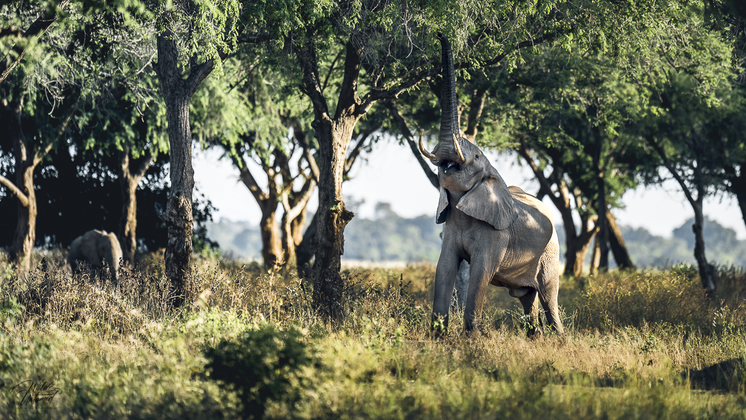 Elefant mit grossem Appetit