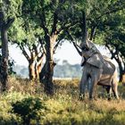 Elefant mit grossem Appetit