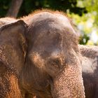 Elefant mit Haaren