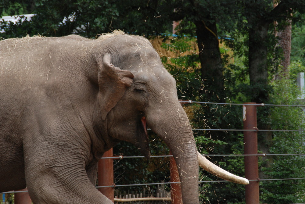 Elefant mit Heuschnupfen