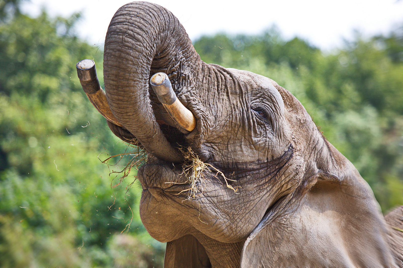 Elefant mit Hunger