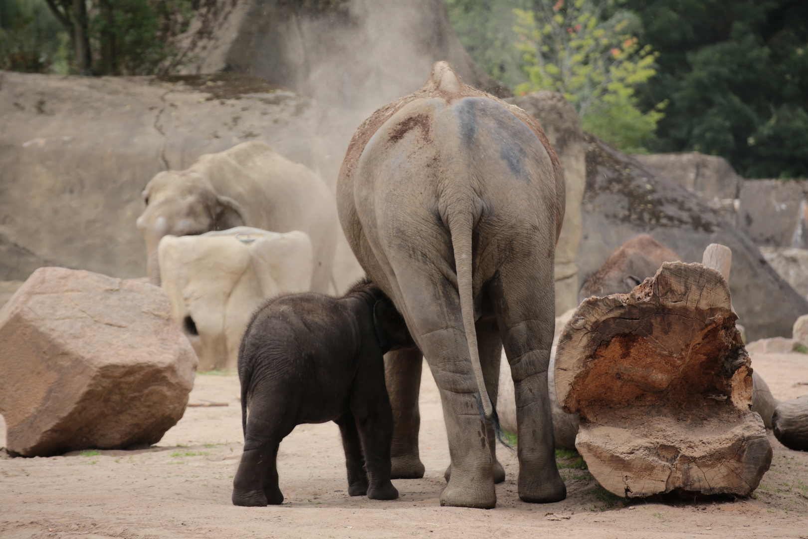 Elefant mit Kalb