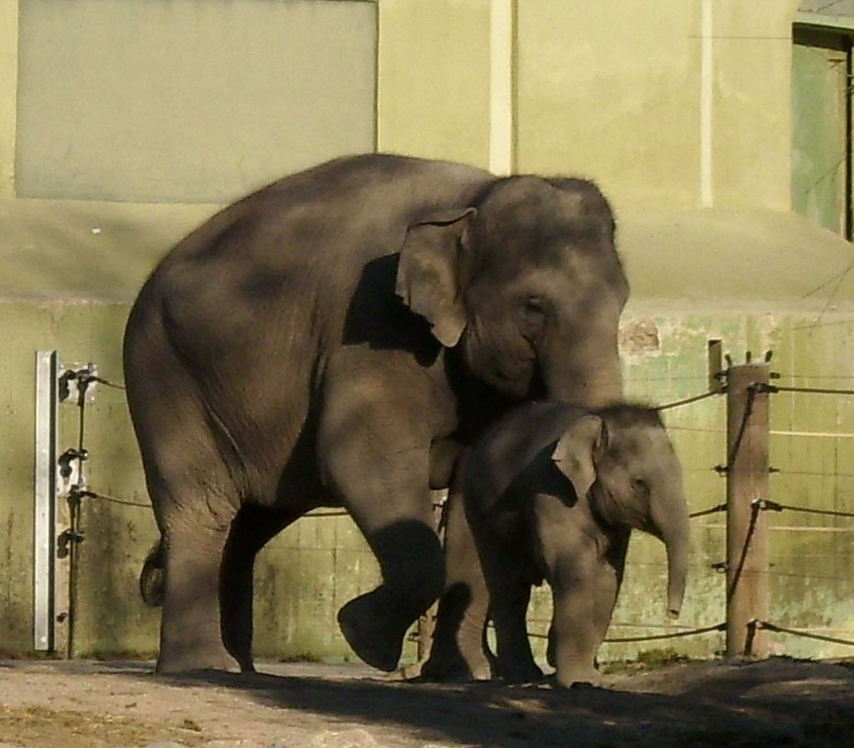 Elefant mit Kind im Zoo Hellabrunn bei München