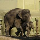 Elefant mit Kind im Zoo Hellabrunn bei München